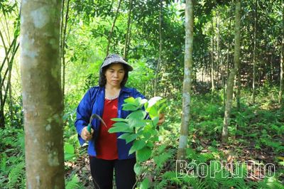 Thượng Long đẩy mạnh phát triển kinh tế đồi rừng