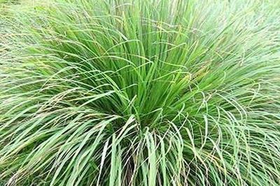 Loại cây nhiều nhà trồng ngoài sân, tưởng chỉ làm gia vị, hóa ra còn có công dụng đặc biệt ít người biết