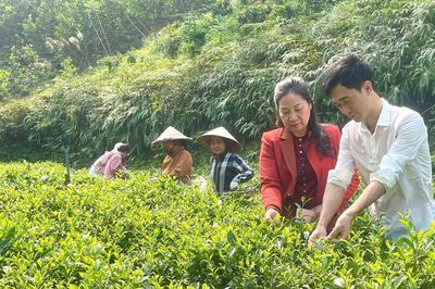 HTX Trà Phú Đô: Đổi mới để nâng giá trị nghề trà
