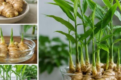Đây là lý do xu hướng trồng gừng thủy sinh trong nhà ngày càng được ưa chuộng