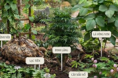 5 cây thuốc nam tiêu biểu chữa mất ngủ