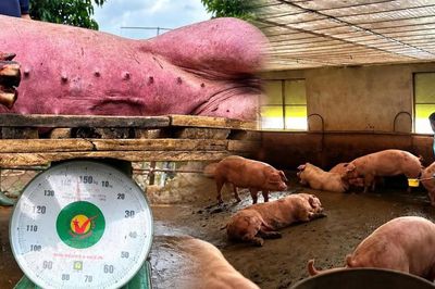 Chất tạo nạc Salbutamol trong thịt heo: Nấu chín có hết độc?