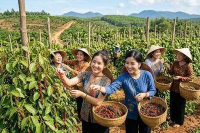 Giá hồ tiêu hôm nay 10.10: Thị trường tiếp tục đi ngang