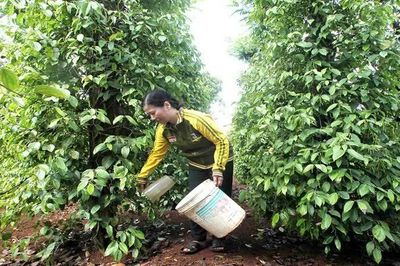 Mỹ và Trung Quốc dẫn đầu nhập khẩu hồ tiêu từ Việt Nam