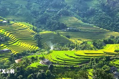 Mùa vàng trải sóng ở Hoàng Su Phì