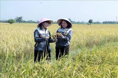 Lợi ích kép từ mô hình canh tác lúa giảm phát thải khí nhà kính