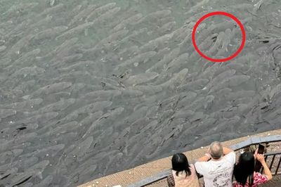 Người dân ghi lại cảnh tượng 'nổi da gà' trên sông, nhìn kỹ mới bất ngờ