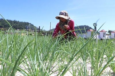 Nâng tầm thương hiệu tỏi Lý Sơn bằng tiêu chuẩn VietGAP