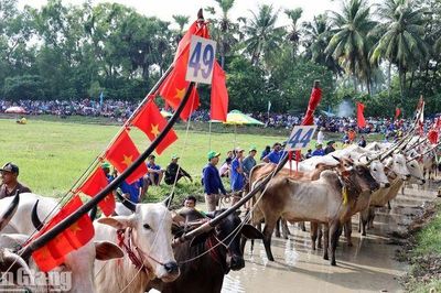 Khai mạc Hội đua bò Bảy Núi tranh cúp Truyền hình An Giang (ATV) lần thứ 31