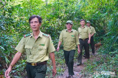 Giữ rừng mùa măng