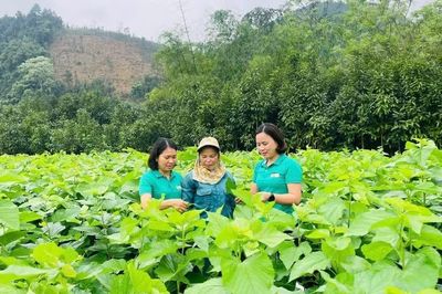 Chủ tịch UBND tỉnh Lào Cai sẽ đối thoại với nông dân trong quý IV/2026