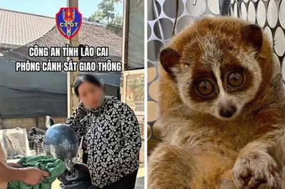Cảnh sát giao thông Lào Cai: Phát hiện vụ vận chuyển trái phép động vật nguy cấp, quý hiếm