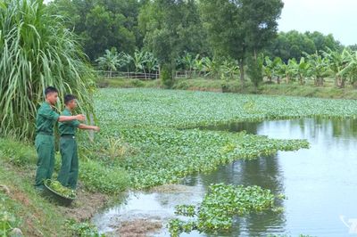 Chủ động tăng gia, cải thiện đời sống bộ đội