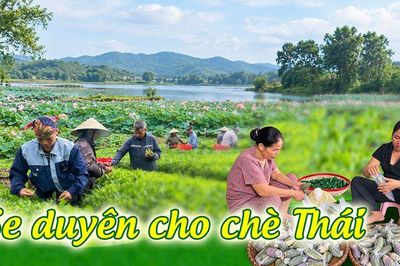 'Se duyên' cho chè theo những mùa hoa