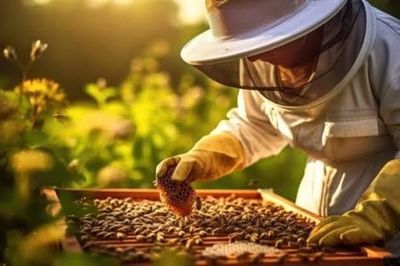 Nghề nuôi ong ở nước Mỹ mang tới thu nhập thế nào?