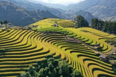 [Chùm ảnh] Mù Cang Chải rực rỡ sắc vàng mùa lúa chín