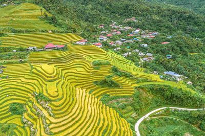 Không cần đến Su Phì, vẫn ngắm ruộng bậc thang vàng rực ở Khuổi My