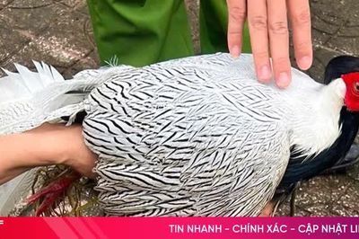 Phát hiện cá thể gà lôi trắng, người dân chủ động giao nộp