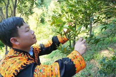 Kỳ vọng đưa chanh rừng Mẫu Sơn thành cây trồng kinh tế chủ lực