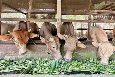 Chăn nuôi tuần hoàn tăng giá trị nhờ chế biến sâu