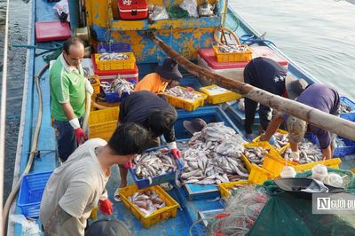 Truy xuất nguồn gốc thuỷ sản trên tàu cá, Lâm Đồng còn khoảng trống cần lấp đầy
