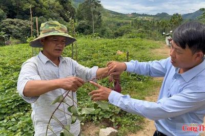 Quảng Ngãi: Liên kết sản xuất, thúc đẩy phát triển vùng nguyên liệu