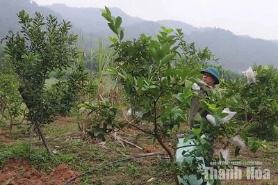 Phát triển kinh tế gia đình từ trồng cây mắc-ca
