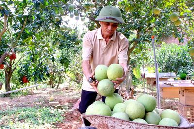 Bưởi ngọt Bắc Ninh rộng đường xuất khẩu