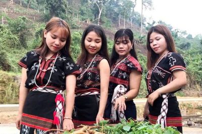 Giữ rừng bằng những mùa sâm