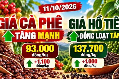Giá cà phê, hồ tiêu hôm nay 11/10: Hai mặt hàng cùng bật tăng
