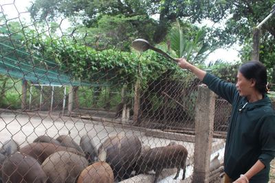 Bảo vệ đàn vật nuôi 'đón' thị trường cuối năm