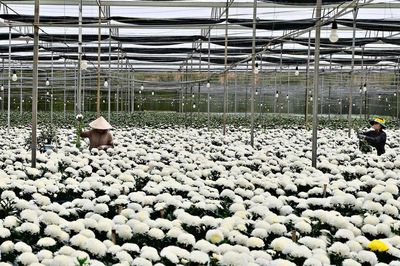 Sức hút từ hoa…
