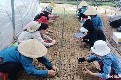 Đa dạng sinh kế, giảm nghèo bền vững ở Phong Điền