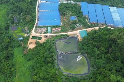Trại lợn không khắc phục vi phạm về môi trường sẽ phải dừng nuôi