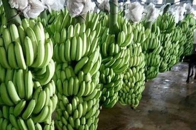 Tăng cường kiểm soát an toàn thực phẩm đối với chuối tươi xuất khẩu sang Trung Quốc