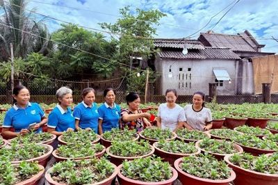 Phụ nữ Đan Điền lan tỏa mô hình xử lý rác hữu cơ bằng vi sinh IMO