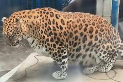Vườn thú Trung Quốc nổi tiếng vì động vật béo phì, không thể giảm cân
