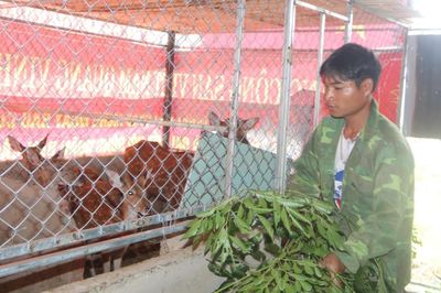 Mở hướng sinh kế mới từ đàn hươu vùng cao