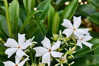 Tiết lộ sốc về loài cây nhiệt đới mang biệt danh 'cây tự sát'