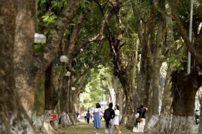 Mỗi tuyến phố Hà Nội sẽ có một loài cây chủ đạo