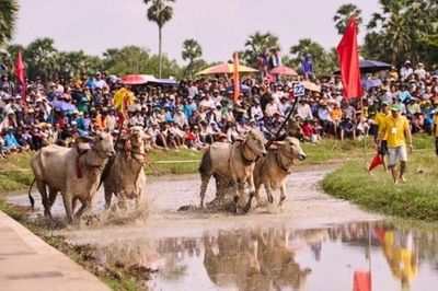 Bình Điền và 5 năm nối dài sức sống di sản Đua bò Bảy Núi