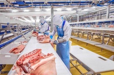 Giá heo hơi hôm nay 12/10: Biến động nhẹ tại miền Bắc và miền Trung - Tây Nguyên, vùng giá dao động từ 51.000 - 54.000 đồng/kg