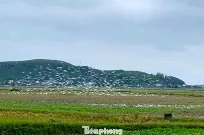 Cò trắng kéo về từng đàn trên cánh đồng Nghệ An