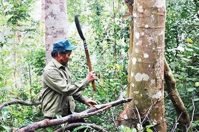 Lão nông 33 năm giữ rừng lim cổ
