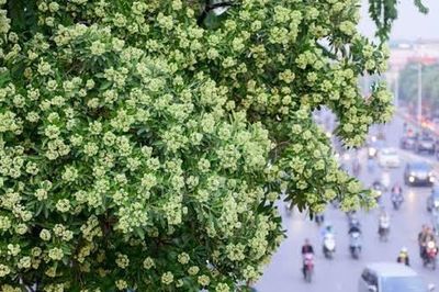 Mỗi tuyến phố Hà Nội sẽ có loài cây chủ đạo