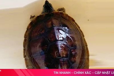 Người dân giao nộp rùa cổ sọc quý hiếm cho cơ quan chức năng