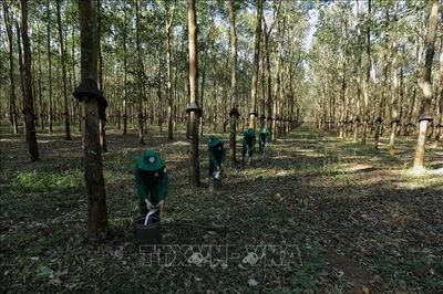 Gia Lai: Thúc đẩy chuyển đổi hơn 10.000 ha cao su chết, kém phát triển
