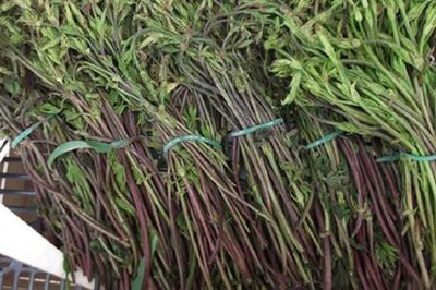 Loại rau dại xưa không ai ngó, nay thành đặc sản đắt đỏ bậc nhất thế giới, 39 triệu đồng/kg