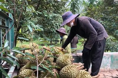 Thái Lan tính thu phí xuất khẩu sầu riêng, Việt Nam có cơ hội tăng thị phần tại Trung Quốc?