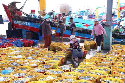 Nhịp sống ở bến Cảng Cà Ná